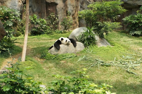 熊猫与傻瓜的传奇友谊