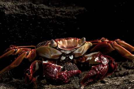 大龙虾的最简单做法：美味又健康