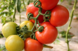 吃西红柿减肥(吃西红柿减肥，不仅瘦还健康！)