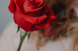 红玫瑰图片：最美的爱情象征