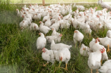 四川首富34岁女儿接班，发展成为国内最大禽肉养殖企业
