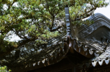探索苏州园林卡：追寻中国园林艺术的瑰宝