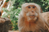 奇特的猴子：长鼻猴