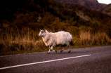 羊图片(羊图片-怎么拍出美美的羊照片？)