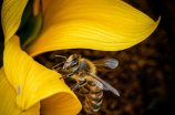 琳琅满目的蜜蜂之知识