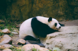 【大熊猫为什么被视为中国的国宝?】