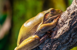 【有图】如此可爱！看这组牛蛙照片感受大自然的魅力