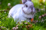 白兔：可爱的兔子宠物