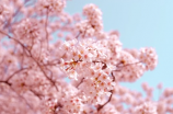 2021年济南市樱花季美图欣赏！